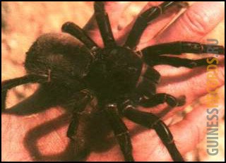 Самый крупный паук